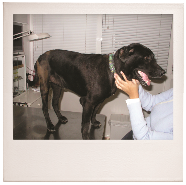 Monitoring Vetoryl Therapy at Hudson Slattery blog
